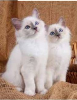 *23 JETÉ EN MICRO VISON IMPRIMÉ 48X60 PAIRE DE CHATONS